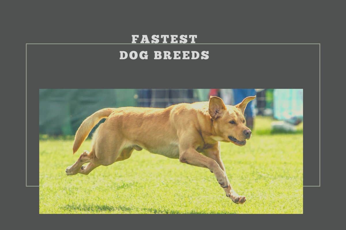 Fastest Dog Breeds