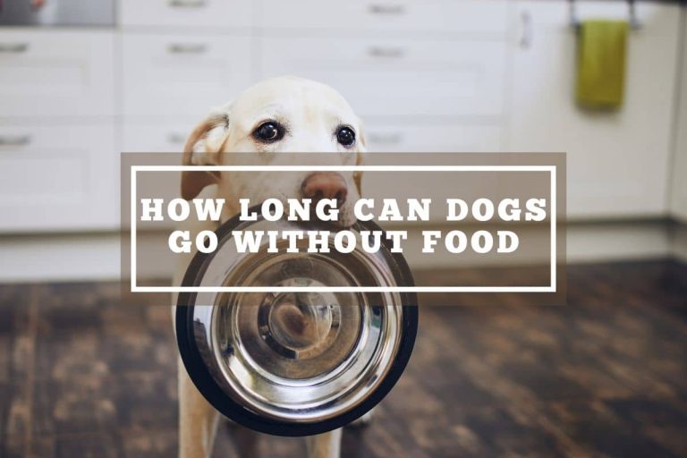 How Long Can Dogs Go Without Food?