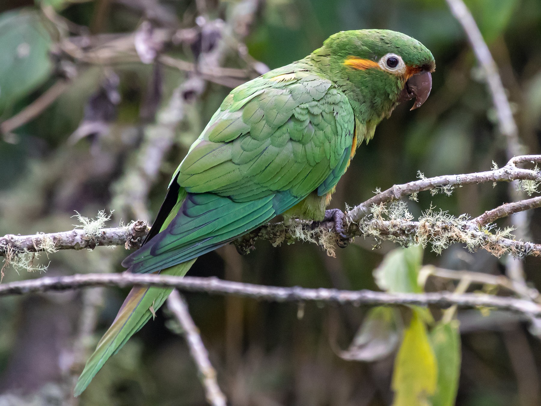 Leptosittaca Conure
