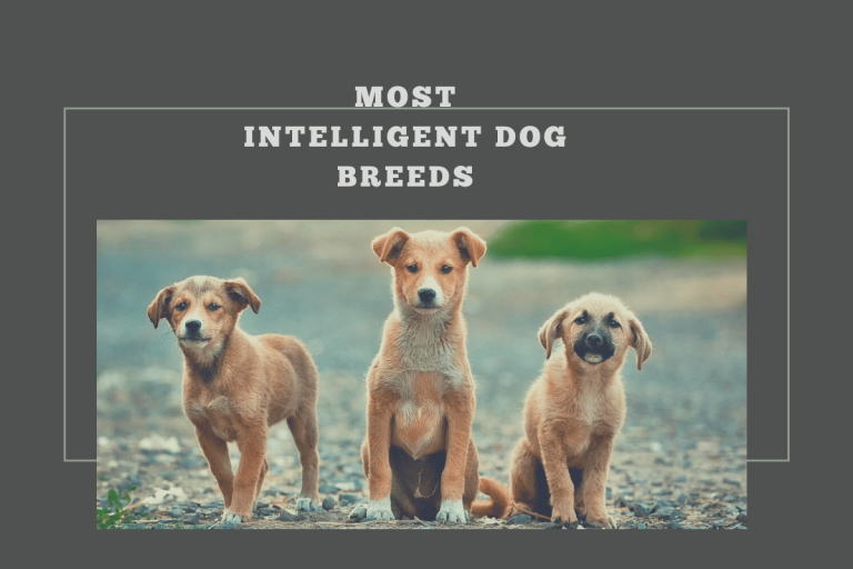 Smartest Dog Breeds: 15 Most Intelligent Dog Breeds