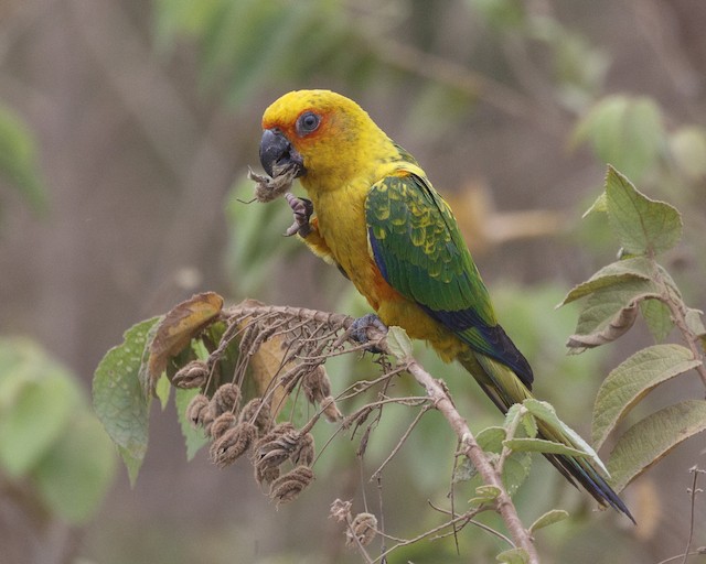 Sulphur-breasted Conure