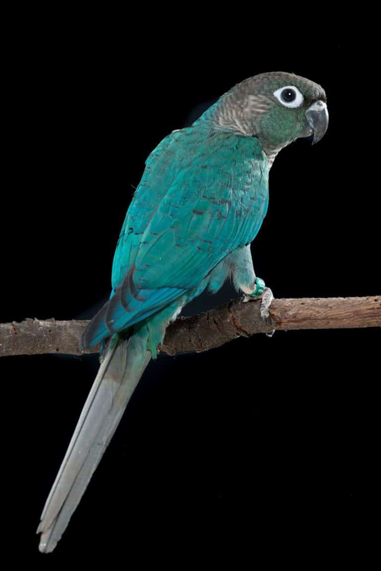 Turquoise Green-Cheeked Conure