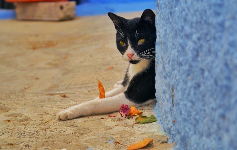 9 Best Cat Apps for Android and iOS