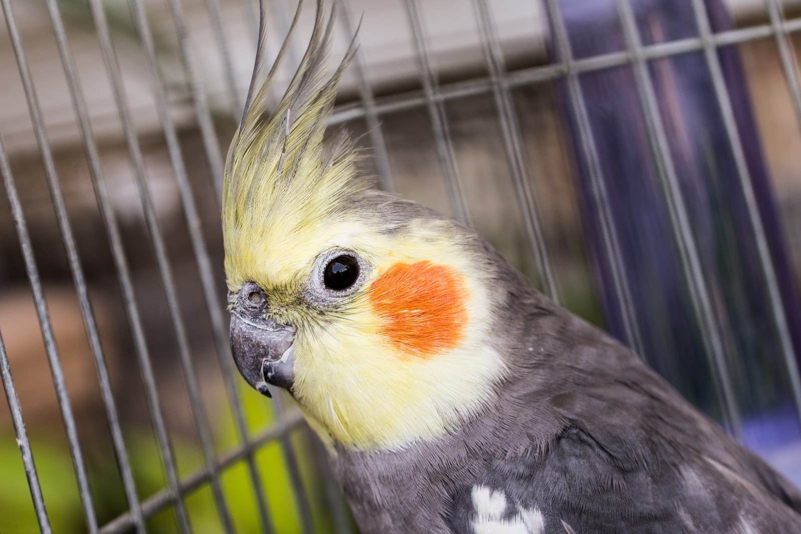 Cockatiel