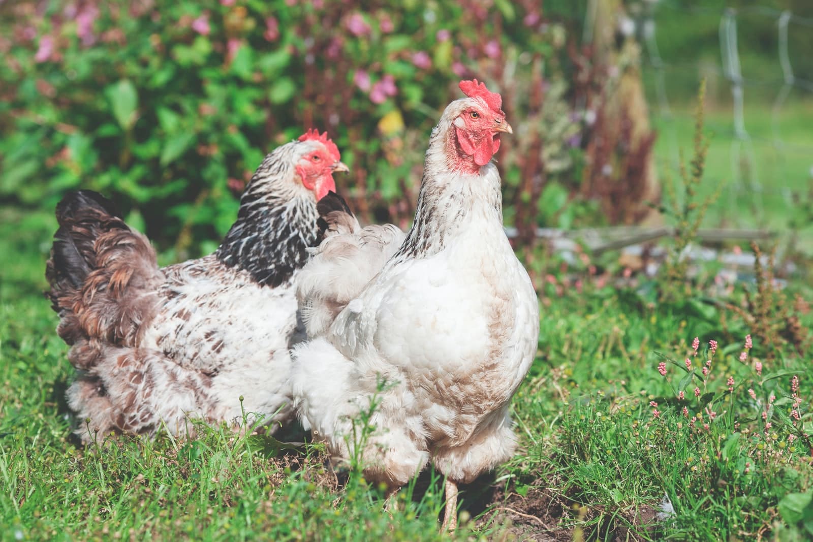 Common Chicken Breeds