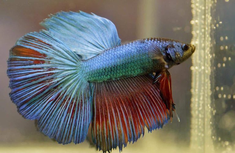 24 Different Types of Bettas Explained