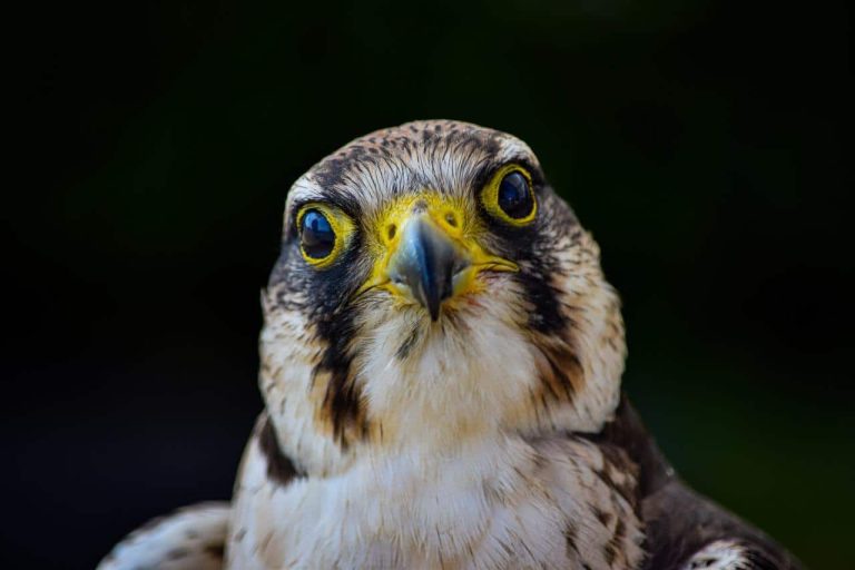 27 Different Types of Hawks With Pictures