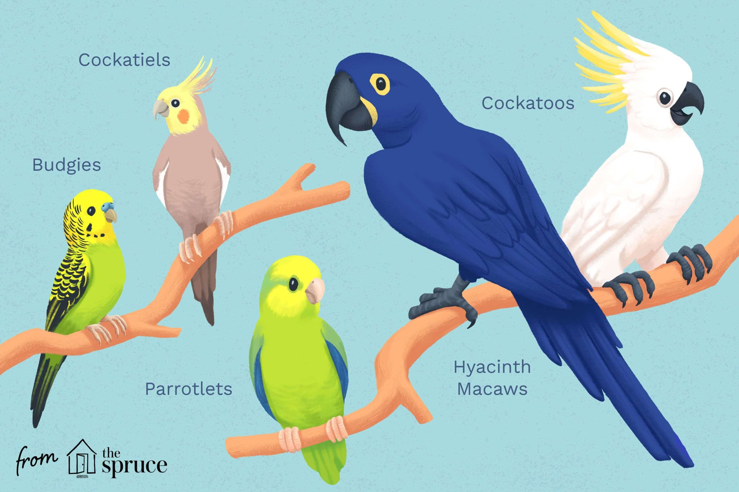different types of parrots