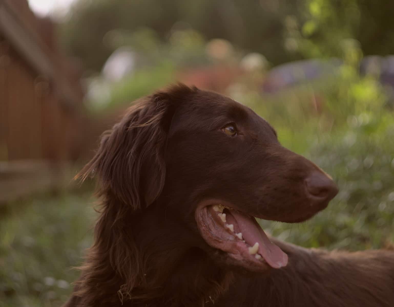 Flat-Coated Retriever
