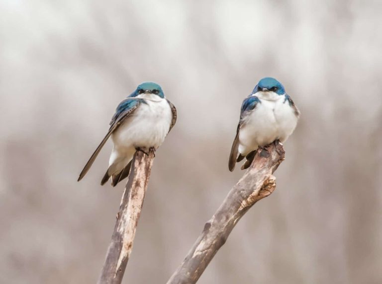 430 Funny Bird Names That Will Make You Smile