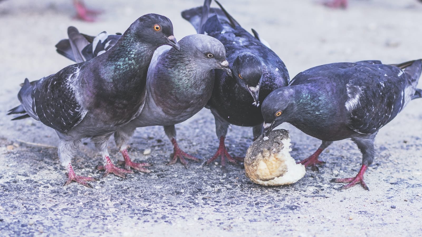 Most Common Pigeon Diseases