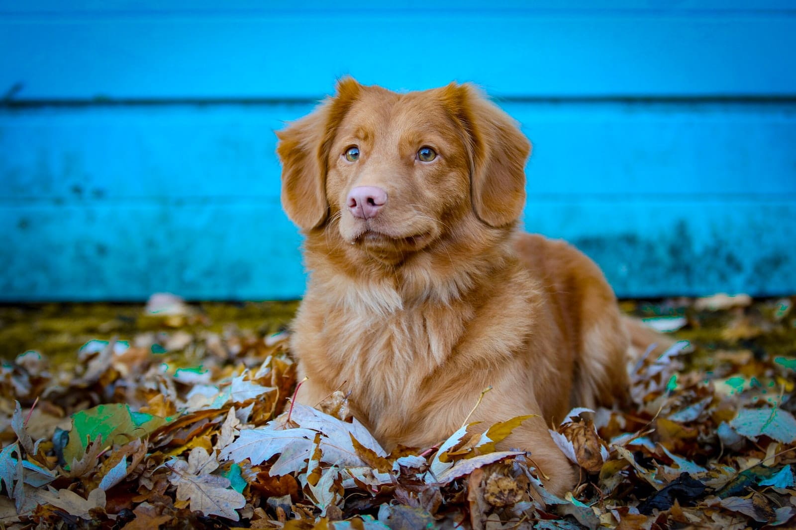 Nova Scotia Duck Tolling Retriever