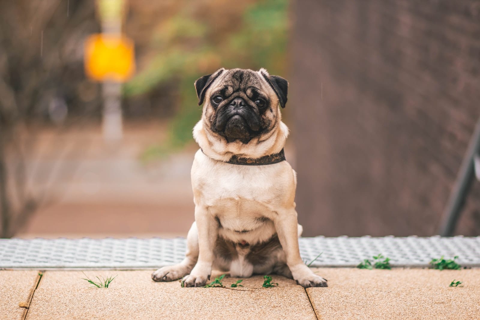 Pug best Dog Breeds for First Time Owners