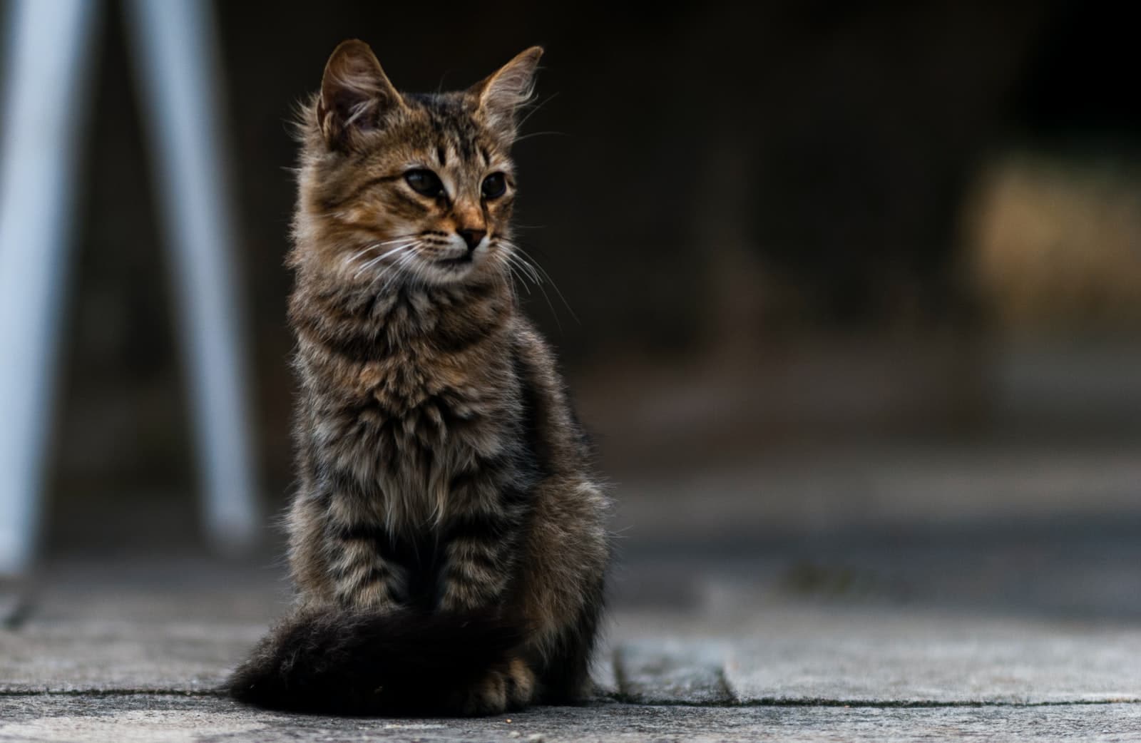 Small Cat Breeds