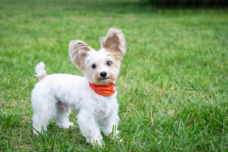 10 Most Popular Small Dog Breeds in the World