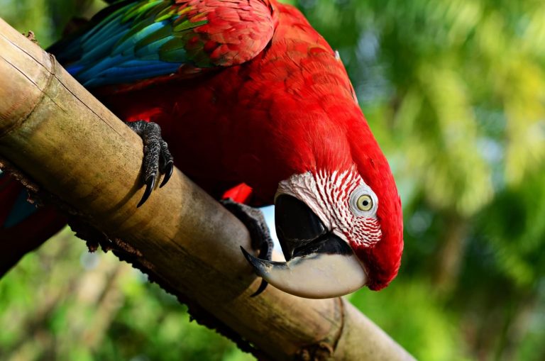 22 Different Types of Amazon Parrots