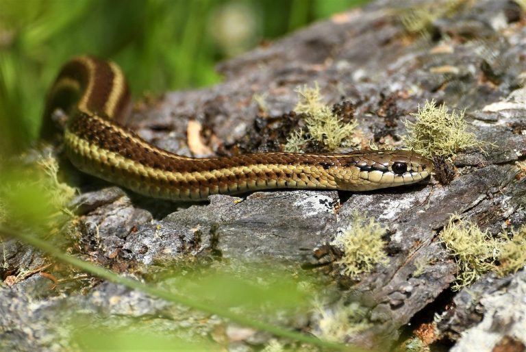 10 Different Types of Garter Snakes