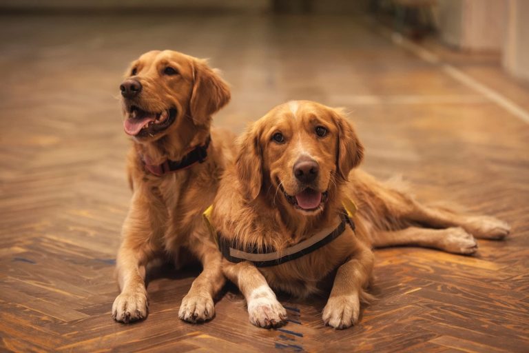 6 Different Types of Retriever Dog Breeds