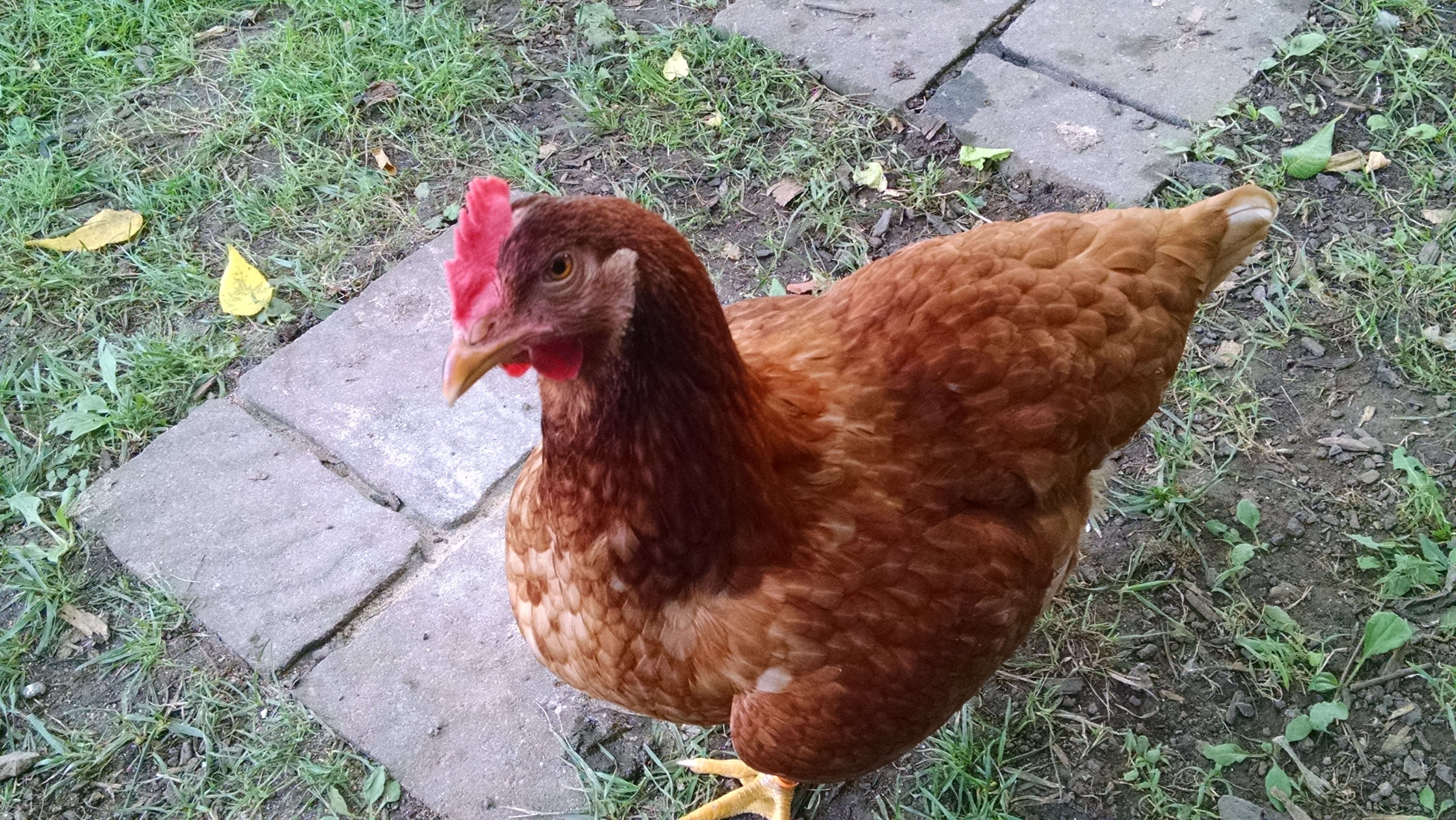 Amber chicken - hybrid chicken breeds