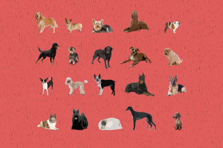 20 of the Best American Dog Breeds