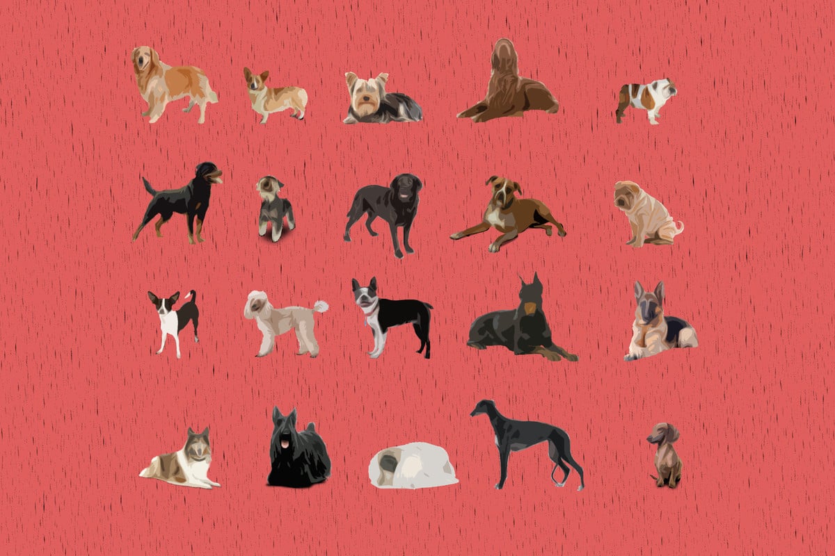 American Dog Breeds