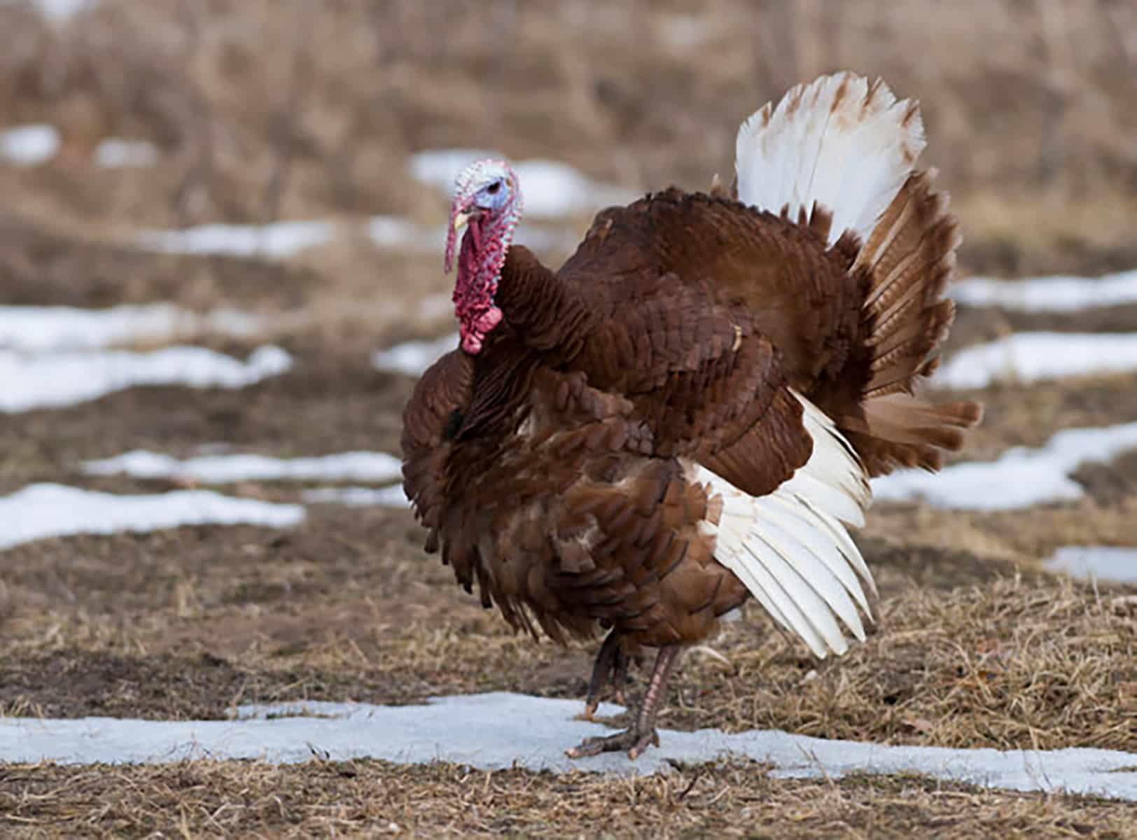 Biggest Turkey Breeds