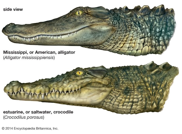 What’s Difference Between Alligators and Crocodiles?