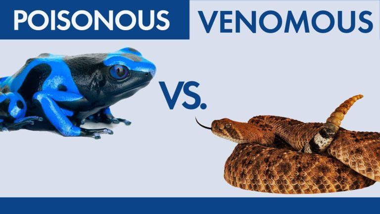 What’s the Difference Between Venomous and Poisonous?