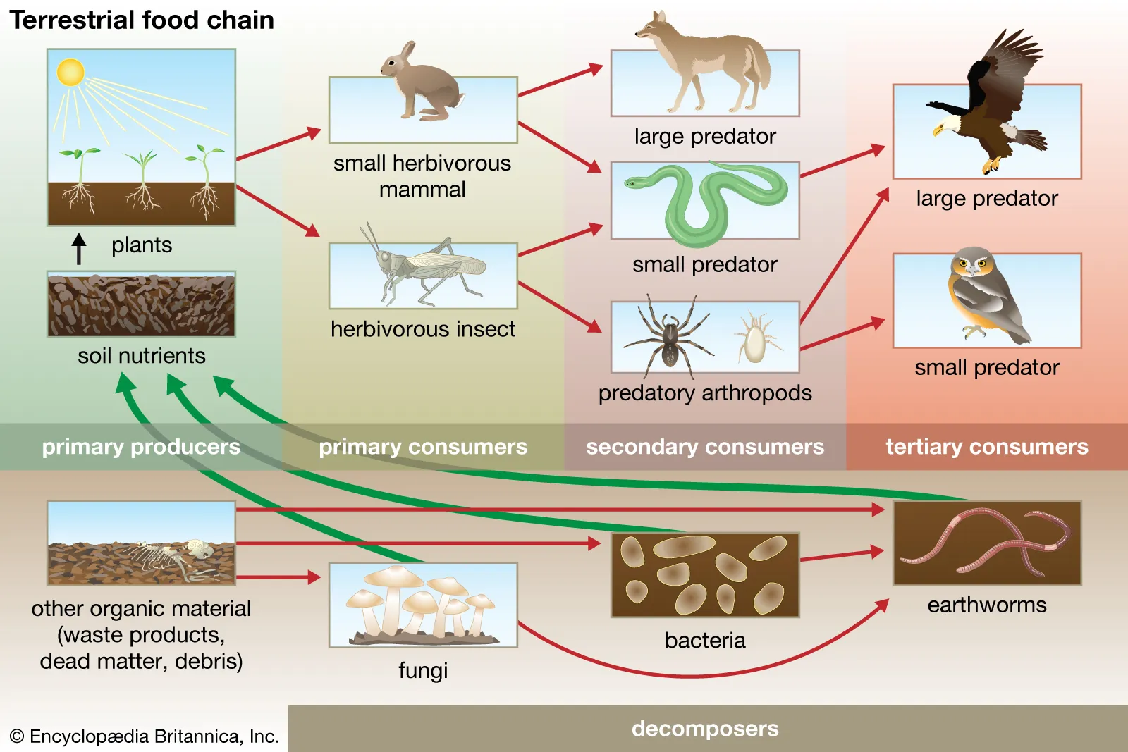 Difference Between a Food Chain and a Food Web