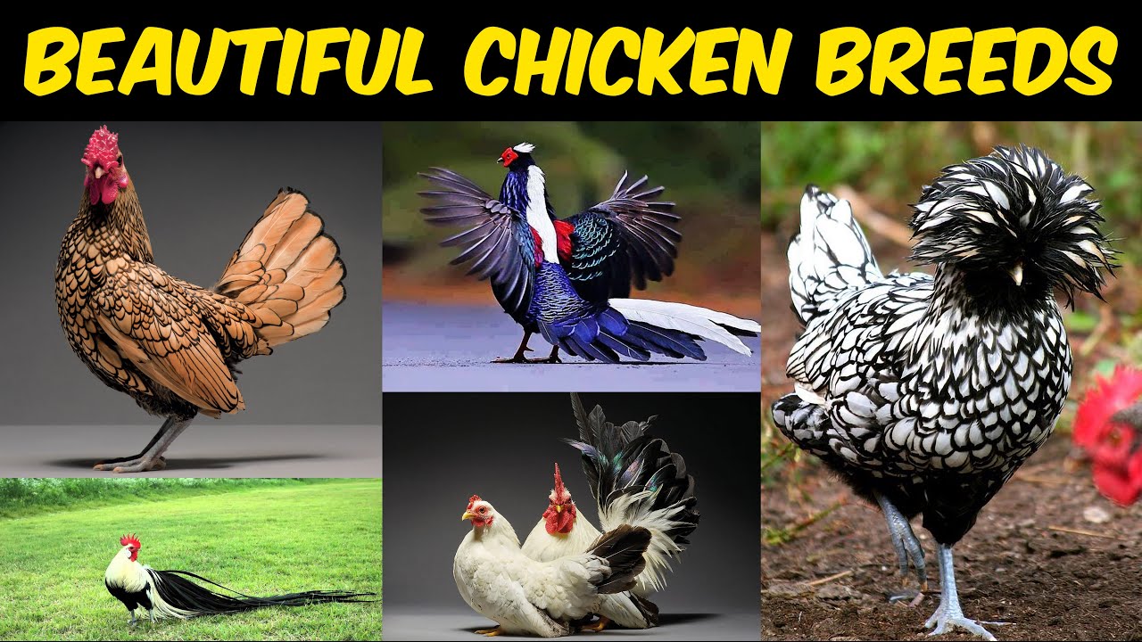 Exotic Chicken Breeds
