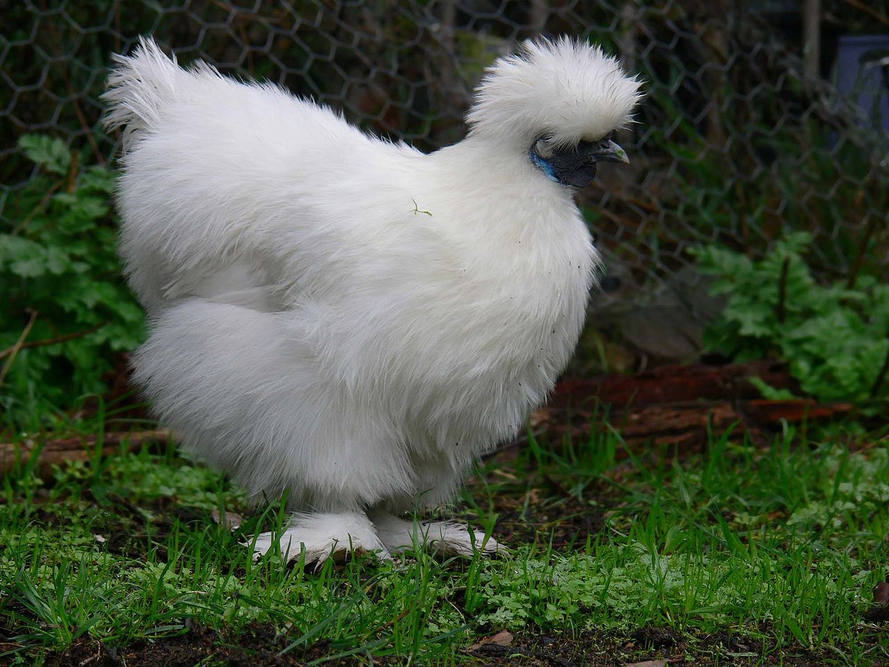 Fluffy chicken breeds