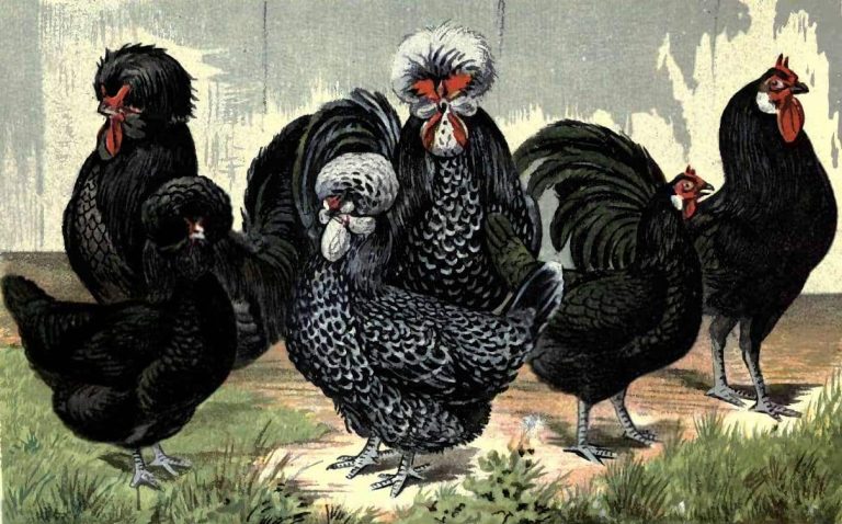 12 Most Popular French Chicken Breeds