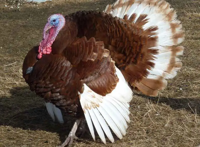 Jersey Buff Turkey
