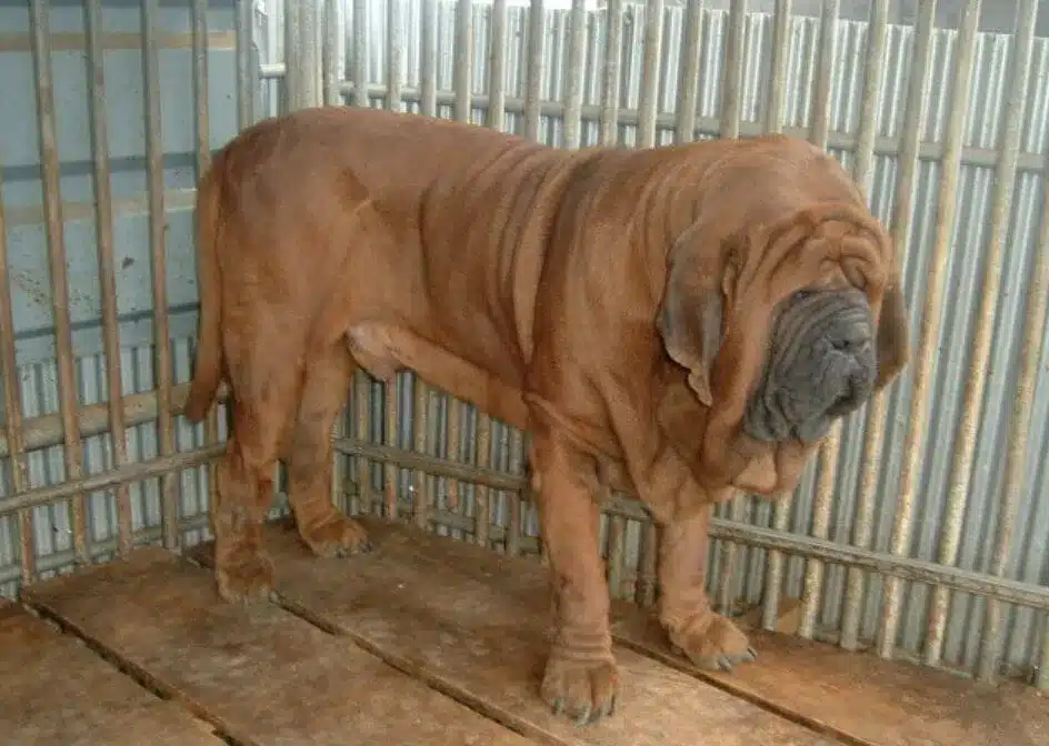 Korean Mastiff - Types of Mastiff Dog Breeds
