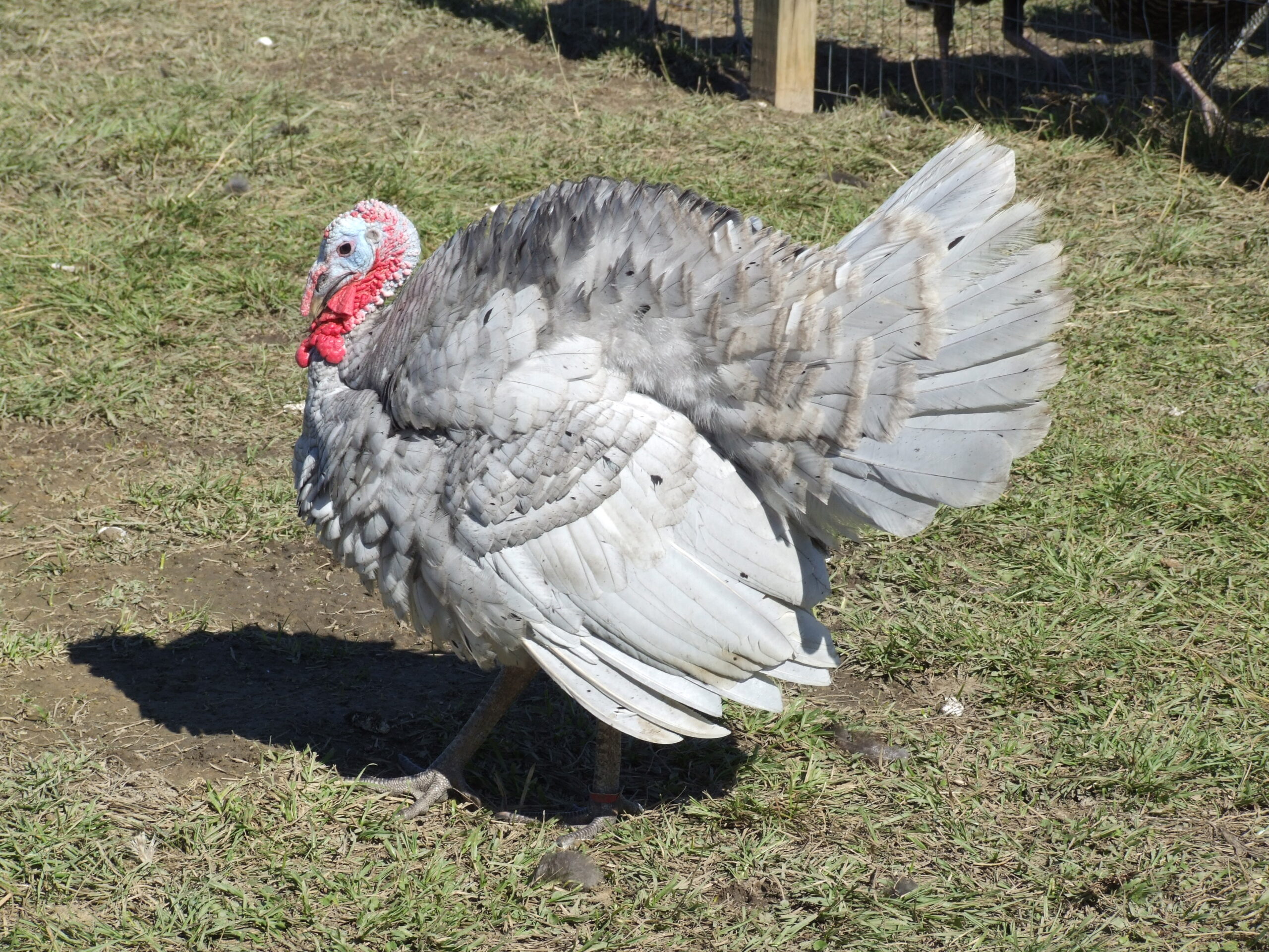 Slate Turkey