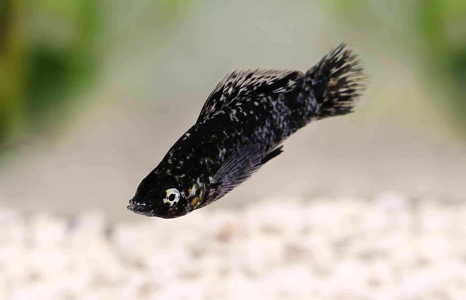 Types of Livebearers