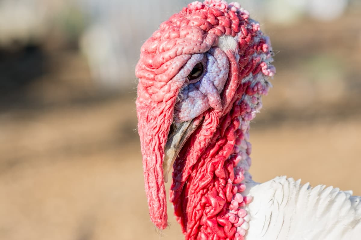 White Holland Turkey