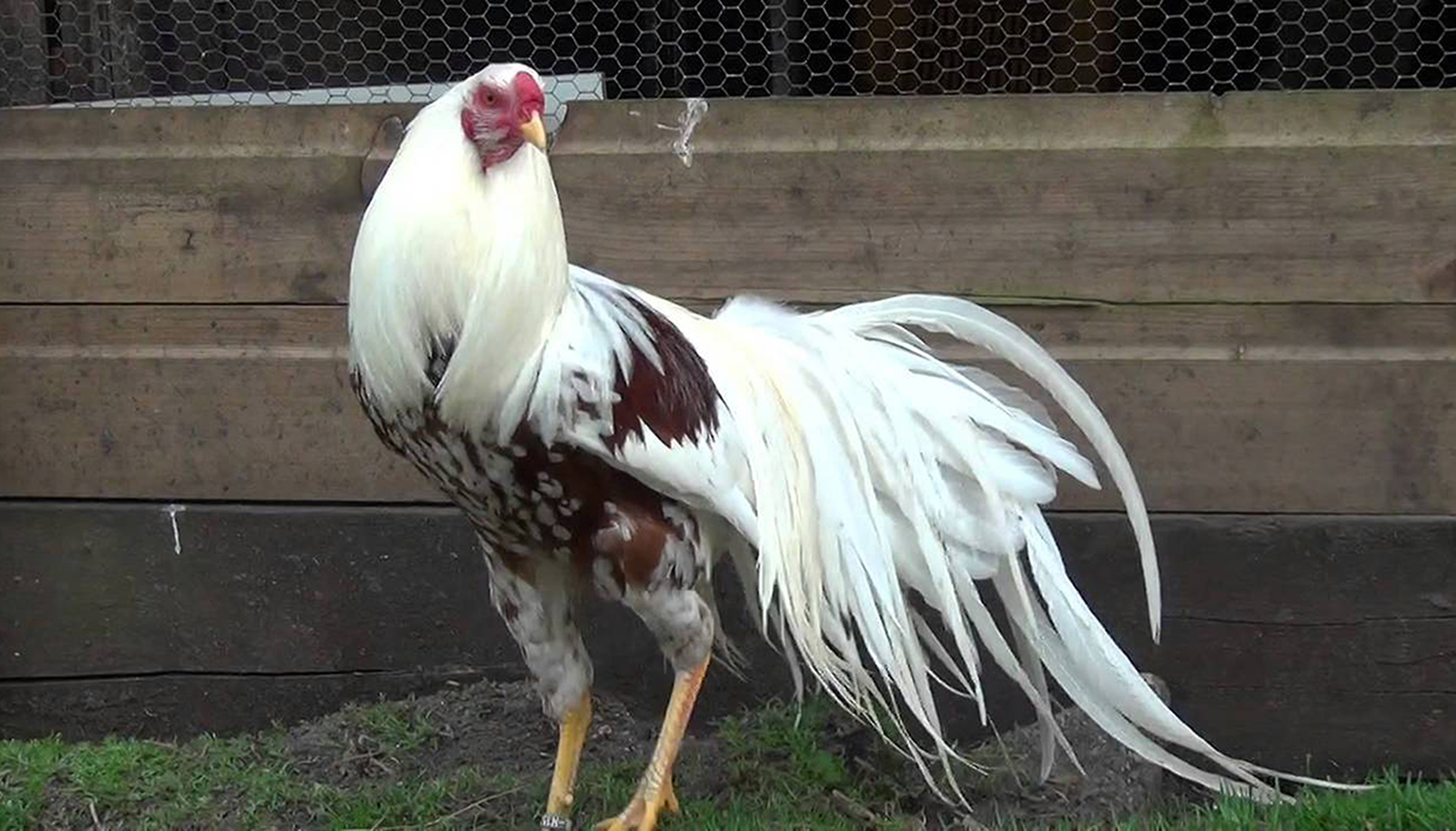 Yokohama Chicken