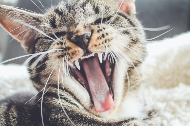 18 Most Aggressive Cat Breeds