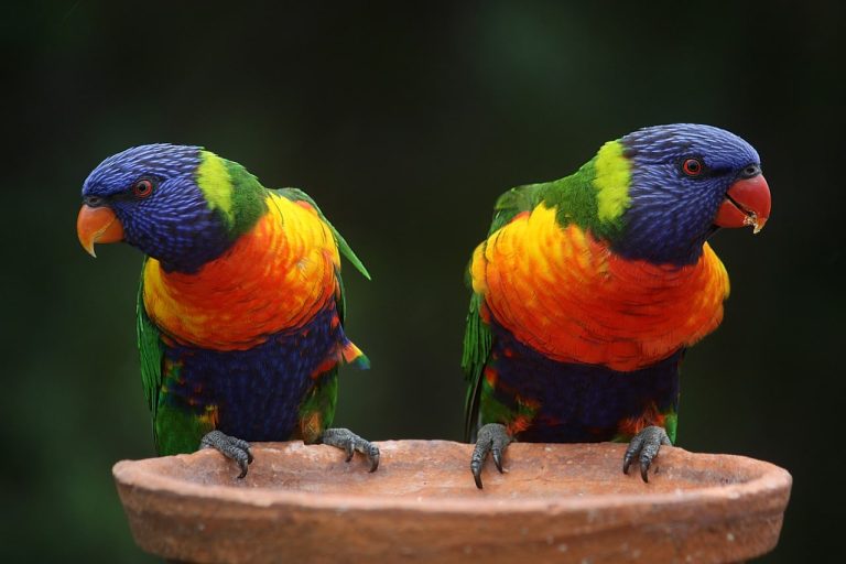 15 Different Types of Australian Parrots