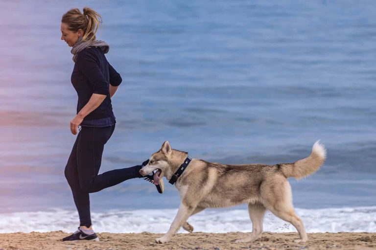 16 Best Dog Breeds for Runners
