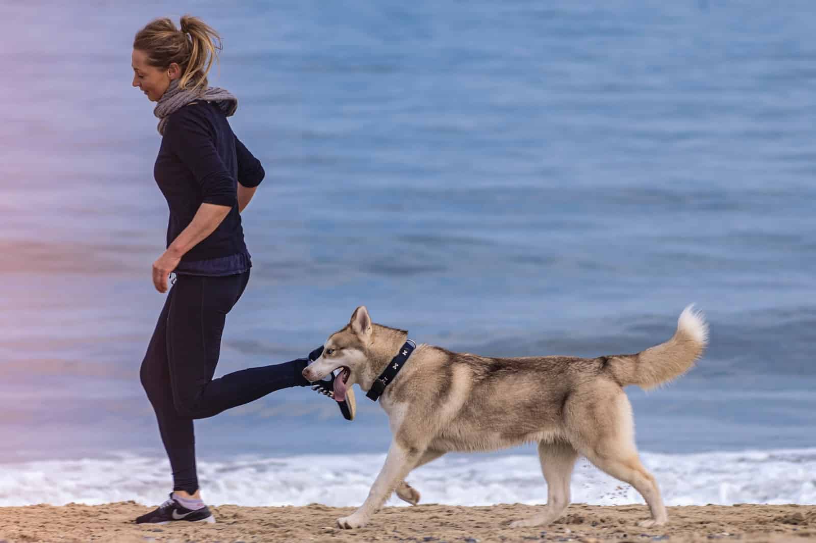 Best Dog Breeds for Runners