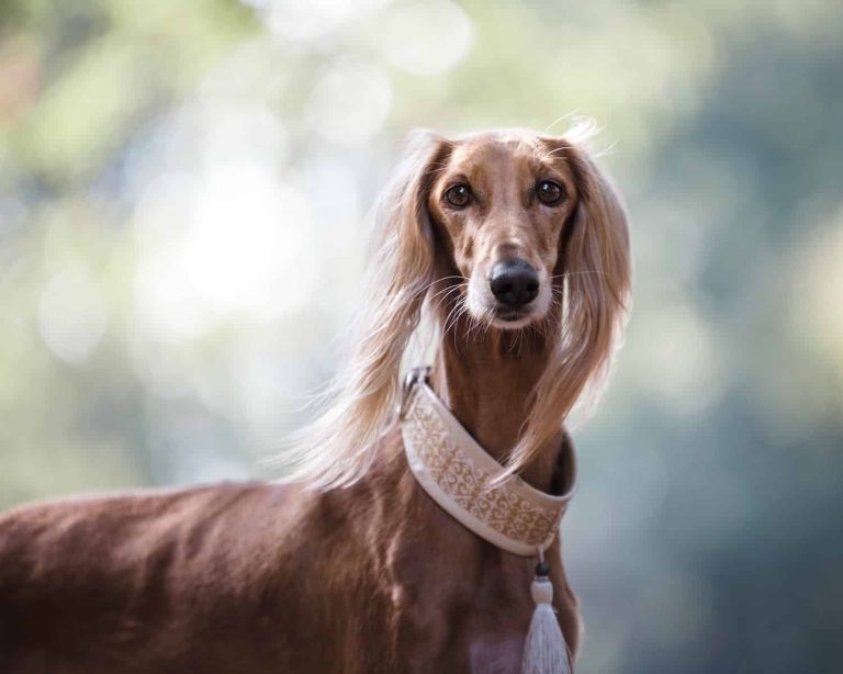 20 of the Healthiest Dog Breeds in the World