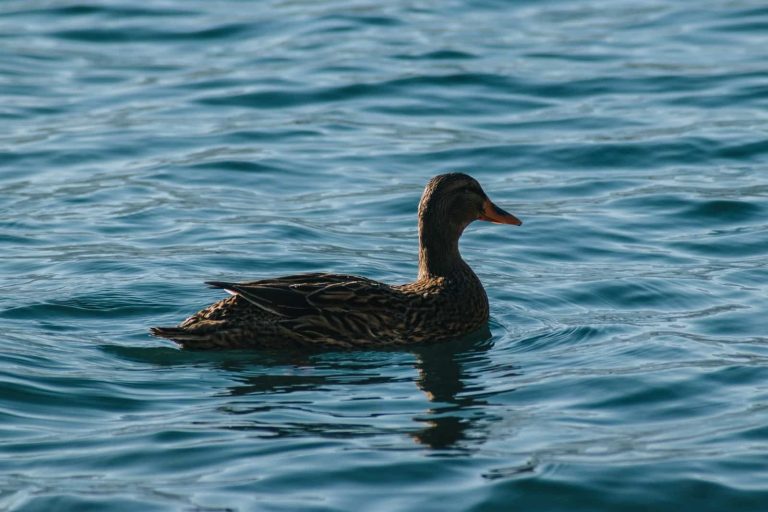 12 Popular Black Duck Breeds