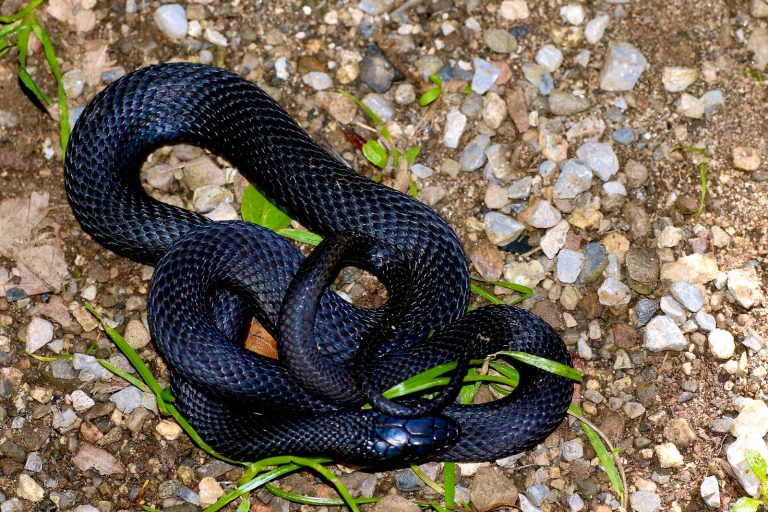 5 Black Snakes in Pennsylvania