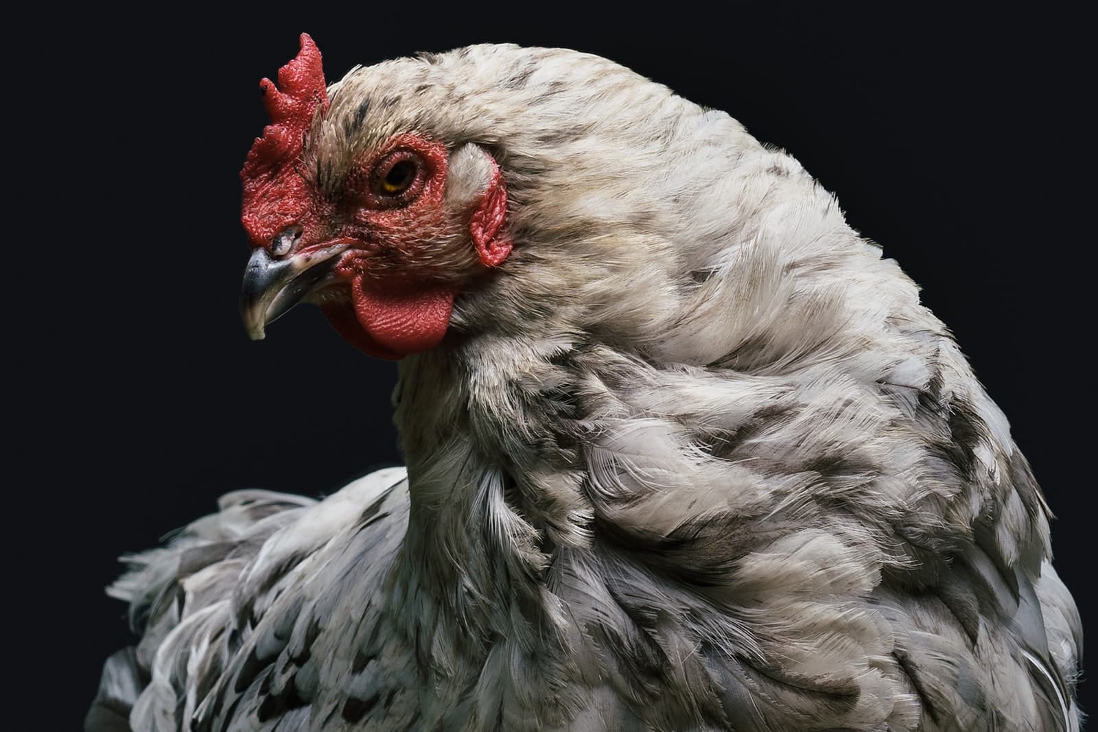 Broody Chicken Breeds