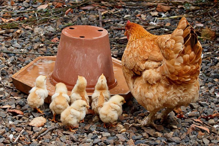 36 Types of Brown Chicken Breeds