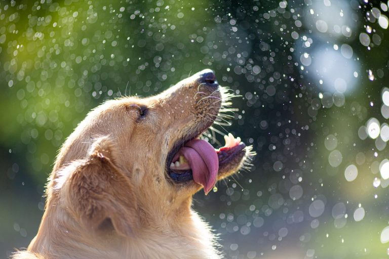 Causes of Excessive Thirst in Dogs