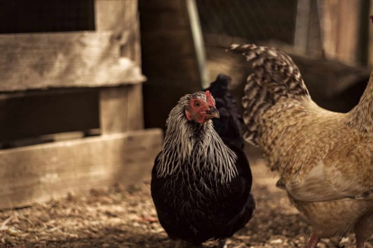 22 Beautiful and Colorful Chicken Breeds