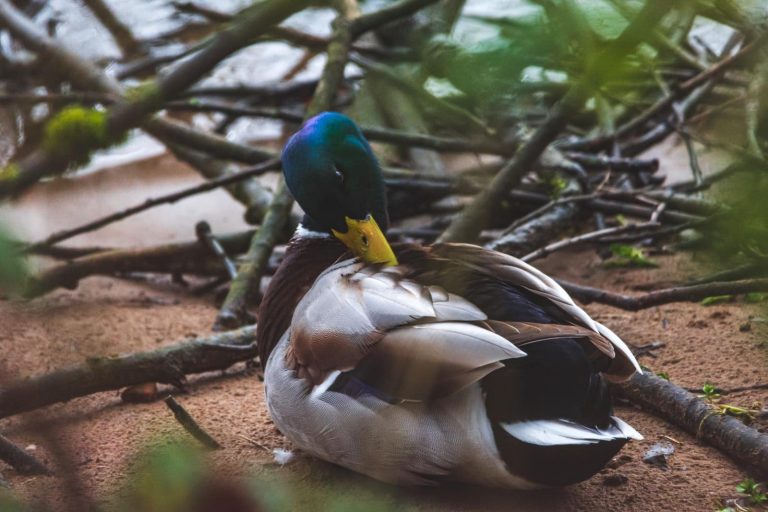 13 Spectacularly Colorful Duck Breeds